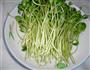 爽口豌豆苗的做法图解2