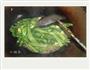 蒜香蚝油油麦菜的做法图解4