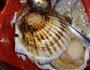 蒜蓉粉丝蒸扇贝的做法图解1
