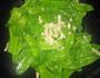 蒜香荷兰豆的做法图解5