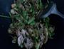 黄花菜草菇炒肉的做法图解17