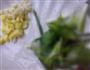简易陈醋黄瓜的做法图解2