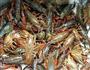 干煸小龙虾的做法图解1