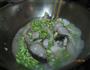 毛豆焖鱼的做法图解6