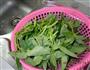 空心菜炝炒的做法图解1
