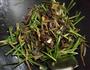 木耳炒黄花的做法图解5