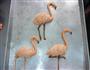 火烈鸟的做法图解9