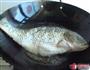 干焖鲤鱼的做法图解2