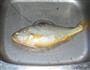 清蒸黄鱼的做法图解1