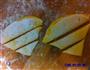 南瓜菊花卷的做法图解12