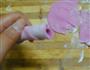 杏玫瑰花卷的做法图解13
