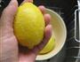 蜜渍柠檬的做法图解2
