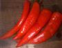 蒜香辣椒酱的做法图解4
