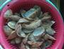 酱爆花蛤的做法图解4