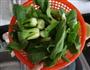 香菇菜心的做法图解1