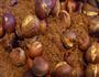 糖炒板栗的做法图解25