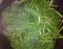 蒜香菠菜的做法图解1
