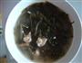海带排骨汤的做法图解10