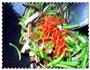 芹菜炒香干的做法图解7
