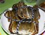 清蒸螃蟹的做法图解1