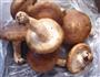 香菇炖鸡的做法图解1