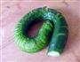 蓑衣黄瓜的做法步骤4