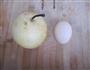 秋梨蒸蛋的做法图解1