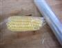 微波炉煮玉米的做法图解4