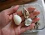 快速剥鹌鹑蛋的做法图解9