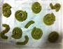抹茶脆曲奇的做法图解7