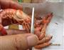 椒盐焗虾的做法图解5