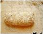 麦麸棍子面包的做法图解9