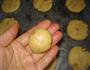 核桃酥的做法图解9