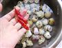 香卤鹌鹑蛋的做法步骤2