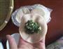 鱿鱼韭菜苔水饺的做法图解6