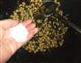 雪菜黄豆的做法图解6