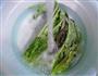 上汤莴笋叶粉丝的做法图解3