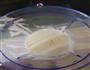 山药米糕的做法图解4