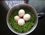 煮鸡蛋的做法图解5
