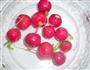 糖醋樱桃萝卜的做法图解1