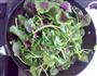 肉丝红苋菜的做法图解6