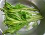 炝莴苣叶的做法步骤2
