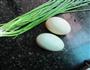 葱香土鸭蛋的做法图解1