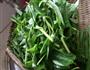 炝炒空心菜的做法图解1