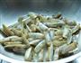 豉椒蛏子的做法图解5