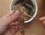 白灼虾的做法图解1
