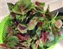 凉拌苋菜的做法图解1