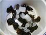 冰糖黑木耳的做法图解4