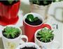 盆栽甜品的做法步骤23
