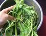 炝拌南瓜苗的做法图解1
